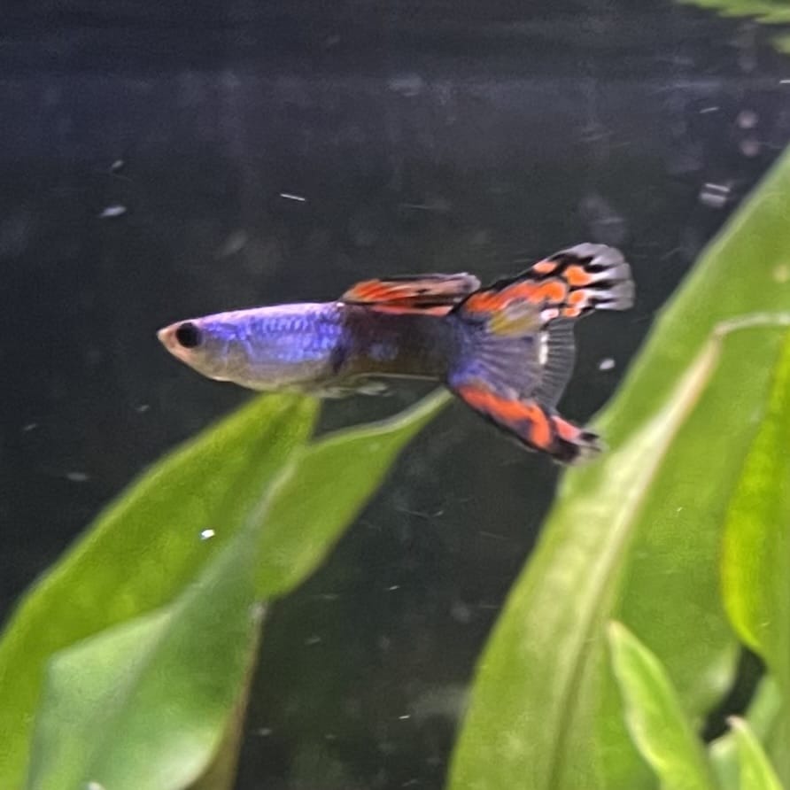 the-fish-farm Guppy Silver Door Guppy - Male 3-4cm Buy male Silver Door Guppy shipped to you from The Fish Farm Australia
