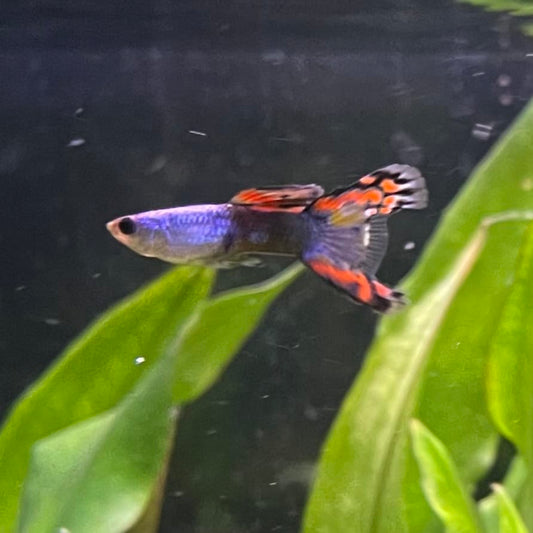 the-fish-farm Guppy Silver Door Guppy - Male 3-4cm Buy male Silver Door Guppy shipped to you from The Fish Farm Australia