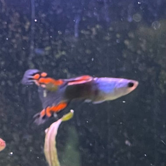 the-fish-farm Guppy Silver Door Guppy - Male 3-4cm Buy male Silver Door Guppy shipped to you from The Fish Farm Australia