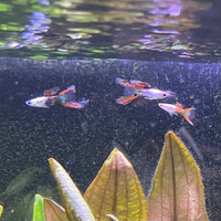 the-fish-farm Guppy Silver Door Guppy - Male 3-4cm Buy male Silver Door Guppy shipped to you from The Fish Farm Australia