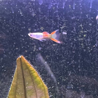 the-fish-farm Guppy Silver Door Guppy - Male 3-4cm Buy male Silver Door Guppy shipped to you from The Fish Farm Australia