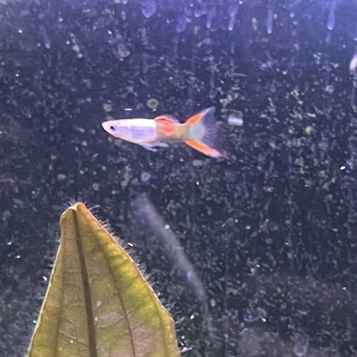 the-fish-farm Guppy Silver Door Guppy - Male 3-4cm Buy male Silver Door Guppy shipped to you from The Fish Farm Australia