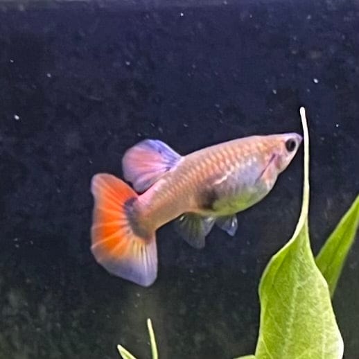 the-fish-farm Guppy Silver Red Tail Guppy - Female 3-4cm Buy Female Silver Red Tail Guppy shipped direct from The Fish Farm Australia