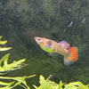 the-fish-farm Guppy Silver Red Tail Guppy - Female 3-4cm Buy Female Silver Red Tail Guppy shipped direct from The Fish Farm Australia