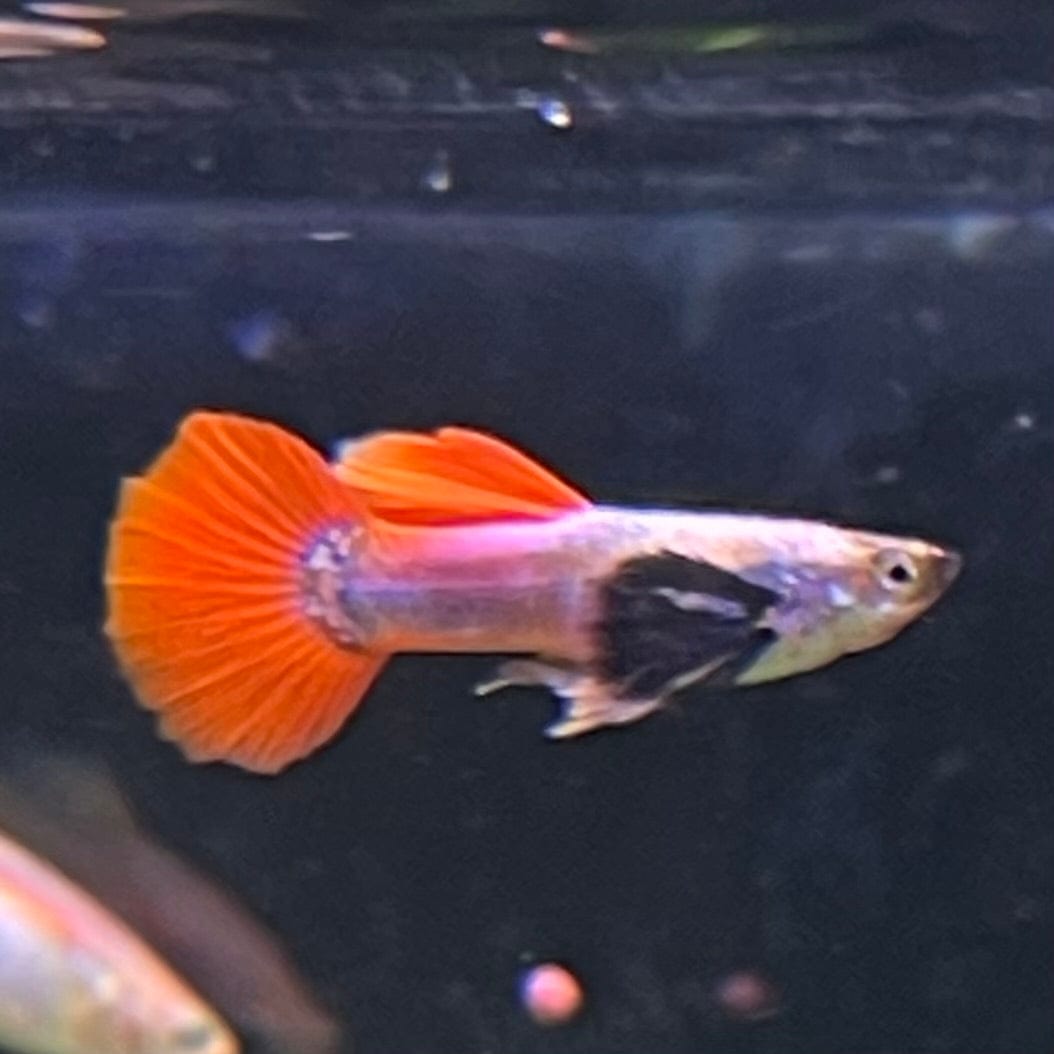 the-fish-farm Guppy Silver Red Tail Guppy - Male 3-4cm Buy male Silver Red Tail Guppy shipped direct from The Fish Farm Australia