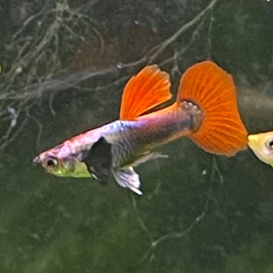 the-fish-farm Guppy Silver Red Tail Guppy - Male 3-4cm Buy male Silver Red Tail Guppy shipped direct from The Fish Farm Australia