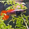 the-fish-farm Guppy Silver Red Tail Guppy - Male 3-4cm Buy male Silver Red Tail Guppy shipped direct from The Fish Farm Australia