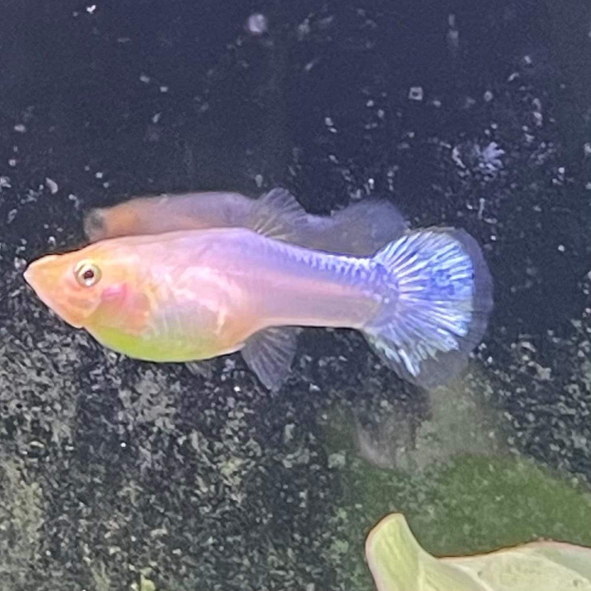 the-fish-farm Guppy Snow White Guppy - Female 3-4cm Buy Female Snow White Guppy shipped direct from The Fish Farm Australia