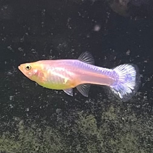 the-fish-farm Guppy Snow White Guppy - Female 3-4cm Buy Female Snow White Guppy shipped direct from The Fish Farm Australia