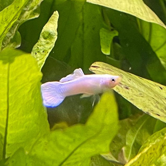 the-fish-farm Guppy Snow White Guppy - Male 3-4cm Buy male Snow White Guppy shipped direct from The Fish Farm Australia