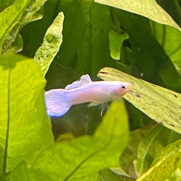 the-fish-farm Guppy Snow White Guppy - Male 3-4cm Buy male Snow White Guppy shipped direct from The Fish Farm Australia