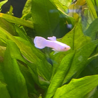 the-fish-farm Guppy Snow White Guppy - Male 3-4cm Buy male Snow White Guppy shipped direct from The Fish Farm Australia