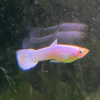 the-fish-farm Guppy Snow White Guppy - Male 3-4cm Buy male Snow White Guppy shipped direct from The Fish Farm Australia