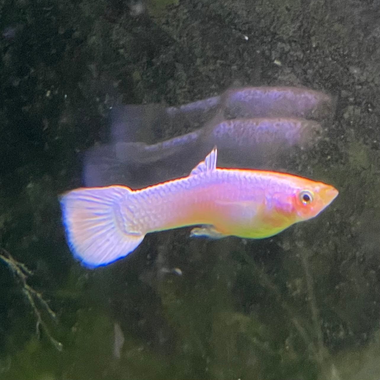 the-fish-farm Guppy Snow White Guppy - Male 3-4cm Buy male Snow White Guppy shipped direct from The Fish Farm Australia