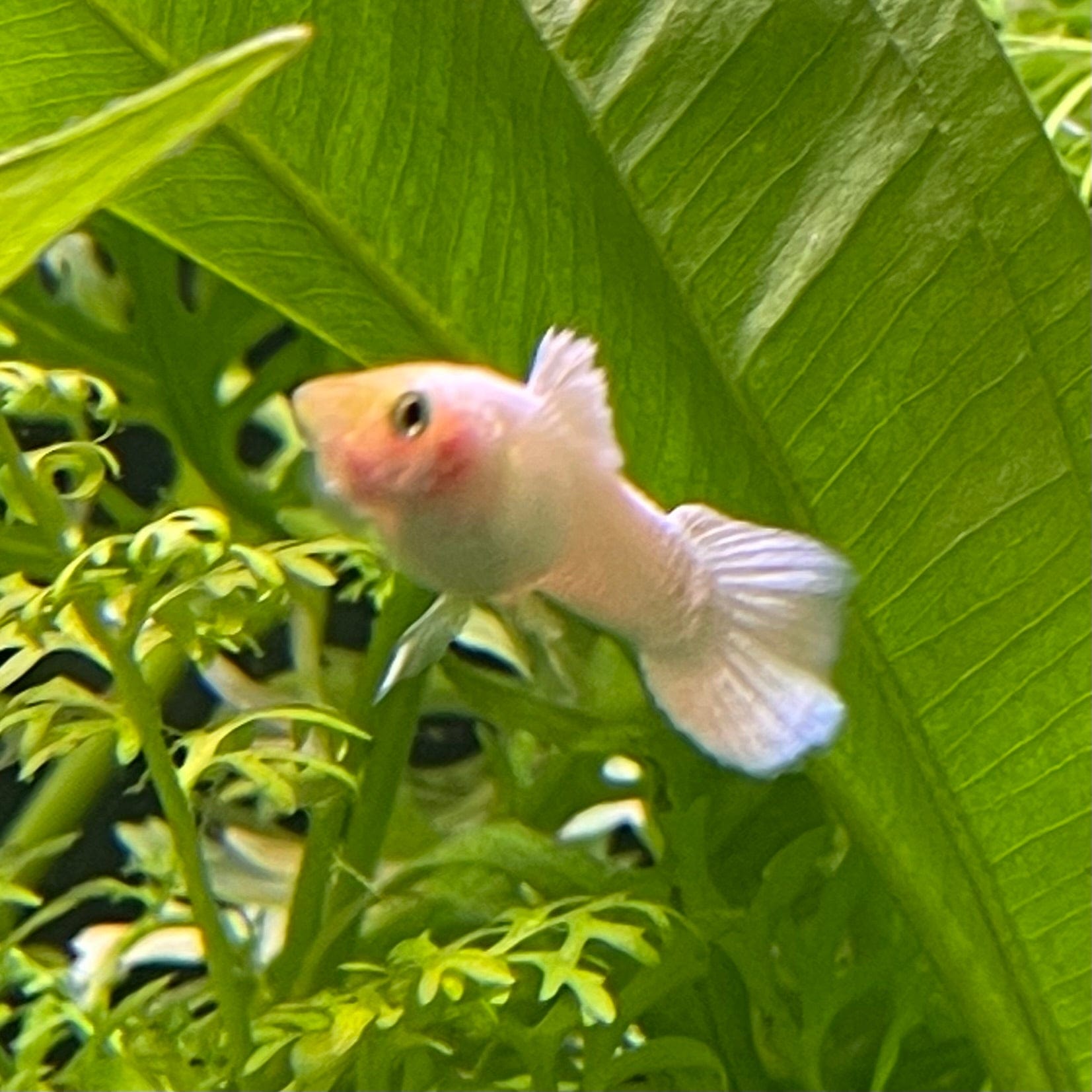 the-fish-farm Guppy Snow White Guppy - Male 3-4cm Buy male Snow White Guppy shipped direct from The Fish Farm Australia