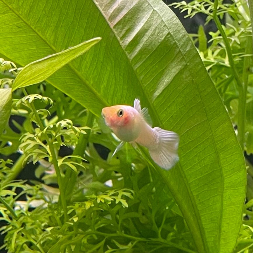 the-fish-farm Guppy Snow White Guppy - Male 3-4cm Buy male Snow White Guppy shipped direct from The Fish Farm Australia