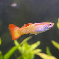 the-fish-farm Guppy Sunset Guppy - Male 3-4cm Buy male Sunset Guppies shipped direct from The Fish Farm Australia
