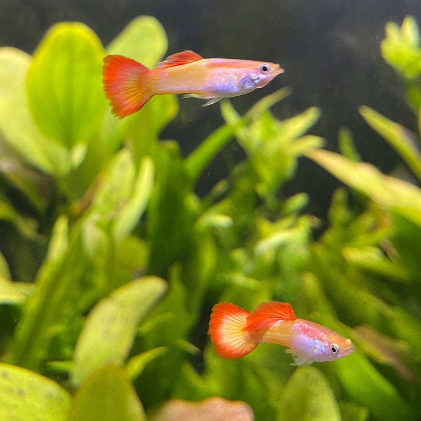 the-fish-farm Guppy Sunset Guppy - Male 3-4cm Buy male Sunset Guppies shipped direct from The Fish Farm Australia