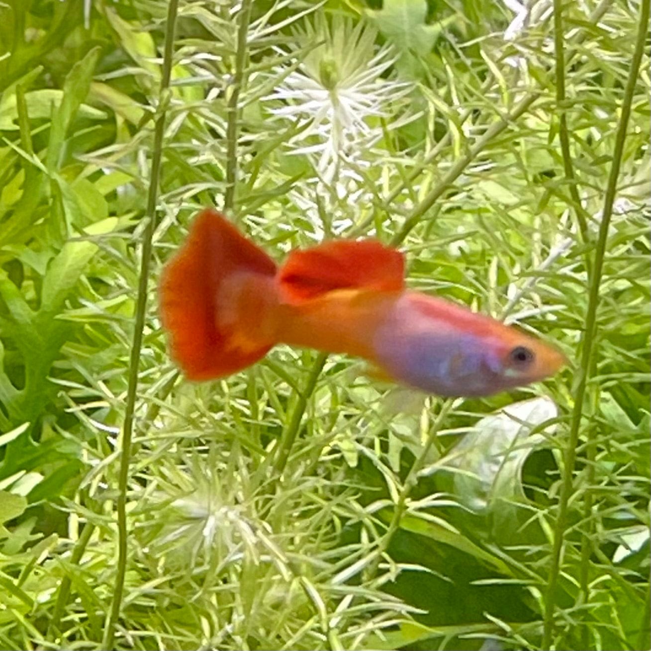 the-fish-farm Guppy Sunset Guppy - Male 3-4cm Buy male Sunset Guppies shipped direct from The Fish Farm Australia