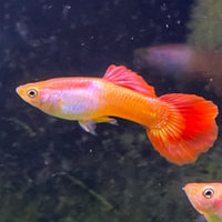 the-fish-farm Guppy Sunset Guppy - Male 3-4cm Buy male Sunset Guppies shipped direct from The Fish Farm Australia