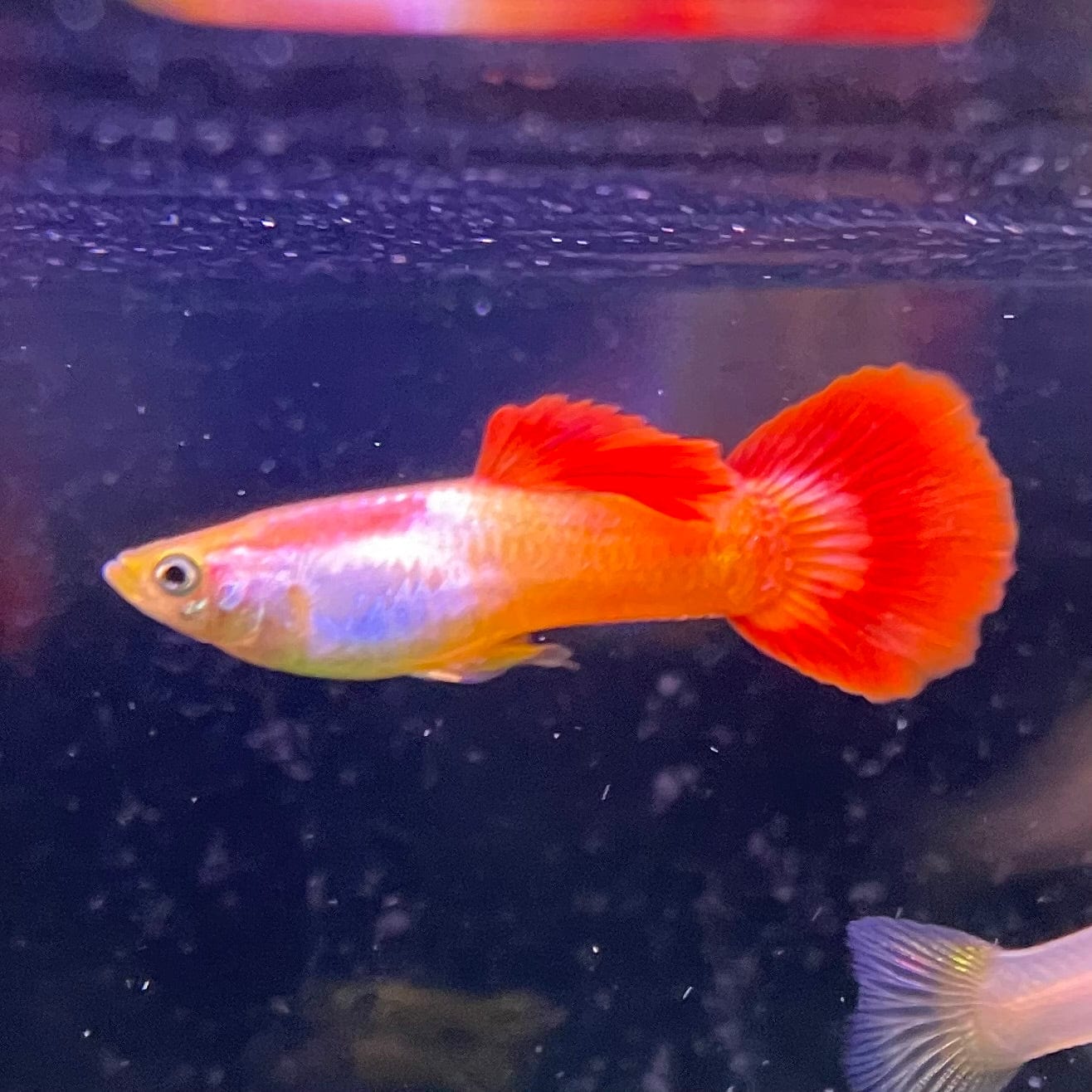 the-fish-farm Guppy Sunset Guppy - Male 3-4cm Buy male Sunset Guppies shipped direct from The Fish Farm Australia