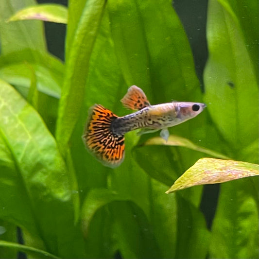 the-fish-farm Guppy Tiger Guppy - Male 3-4cm Buy Aquarium Fish and Male Tiger Guppies from The Fish Farm Australia