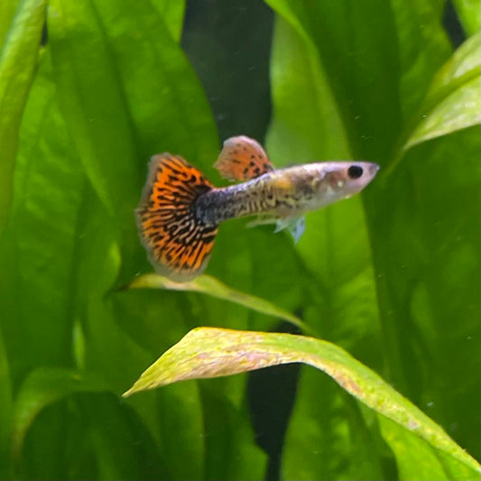 the-fish-farm Guppy Tiger Guppy - Male 3-4cm Buy Aquarium Fish and Male Tiger Guppies from The Fish Farm Australia
