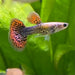 the-fish-farm Guppy Tiger Guppy - Male 3-4cm Buy Aquarium Fish and Male Tiger Guppies from The Fish Farm Australia