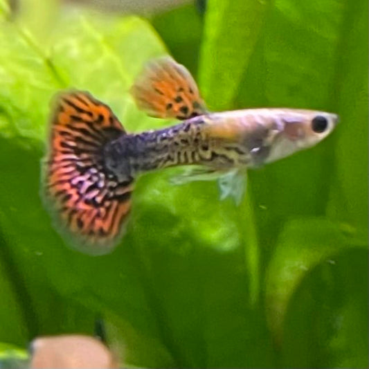 the-fish-farm Guppy Tiger Guppy - Male 3-4cm Buy Aquarium Fish and Male Tiger Guppies from The Fish Farm Australia