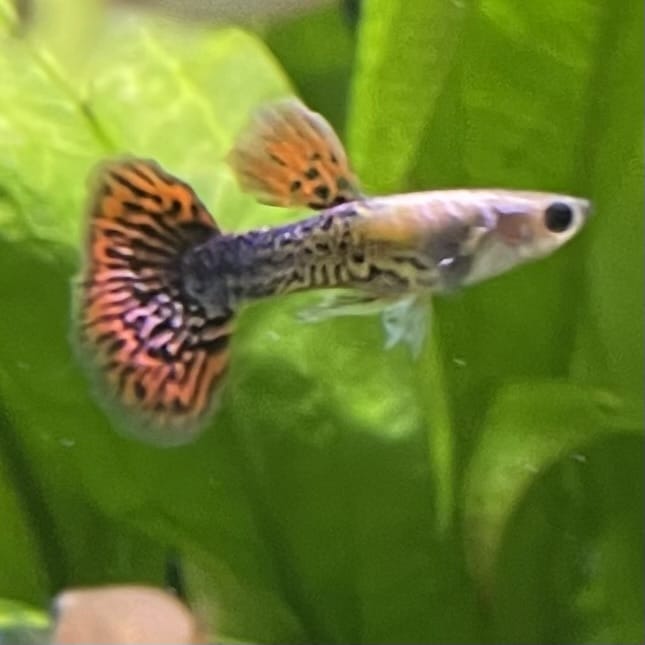 the-fish-farm Guppy Tiger Guppy - Male 3-4cm Buy Aquarium Fish and Male Tiger Guppies from The Fish Farm Australia