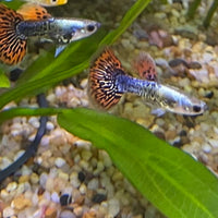 the-fish-farm Guppy Tiger Guppy - Male 3-4cm Buy Aquarium Fish and Male Tiger Guppies from The Fish Farm Australia