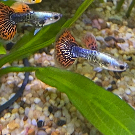 the-fish-farm Guppy Tiger Guppy - Male 3-4cm Buy Aquarium Fish and Male Tiger Guppies from The Fish Farm Australia