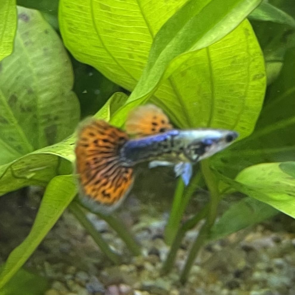 the-fish-farm Guppy Tiger Guppy - Male 3-4cm Buy Aquarium Fish and Male Tiger Guppies from The Fish Farm Australia