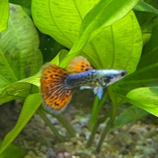 the-fish-farm Guppy Tiger Guppy - Male 3-4cm Buy Aquarium Fish and Male Tiger Guppies from The Fish Farm Australia