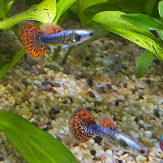 the-fish-farm Guppy Tiger Guppy - Male 3-4cm Buy Aquarium Fish and Male Tiger Guppies from The Fish Farm Australia