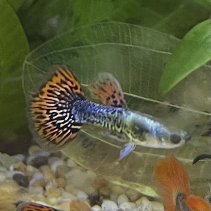 the-fish-farm Guppy Tiger Guppy - Male 3-4cm Buy Aquarium Fish and Male Tiger Guppies from The Fish Farm Australia