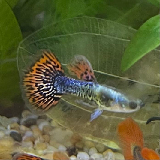the-fish-farm Guppy Tiger Guppy - Male 3-4cm Buy Aquarium Fish and Male Tiger Guppies from The Fish Farm Australia