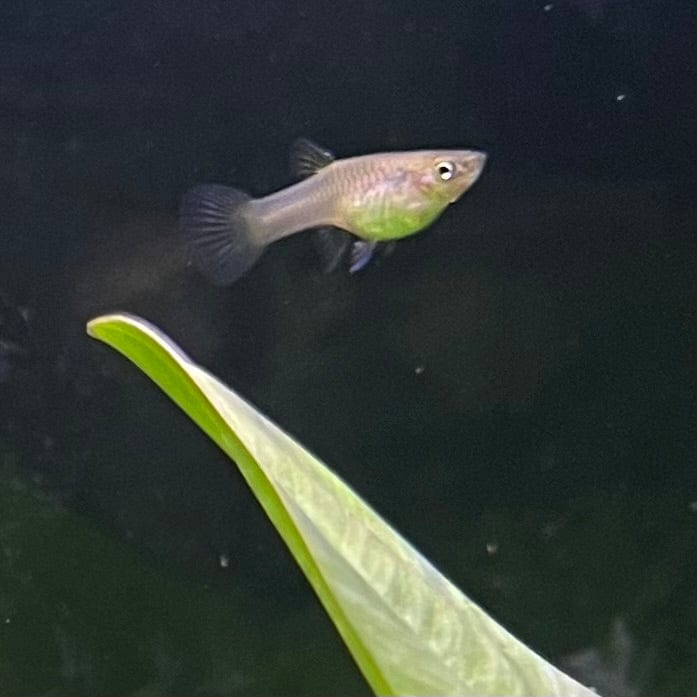 the-fish-farm Guppy Tuxedo Endler Guppy - Female 2-2.5cm Buy Tuxedo Endlers from The Fish Farm