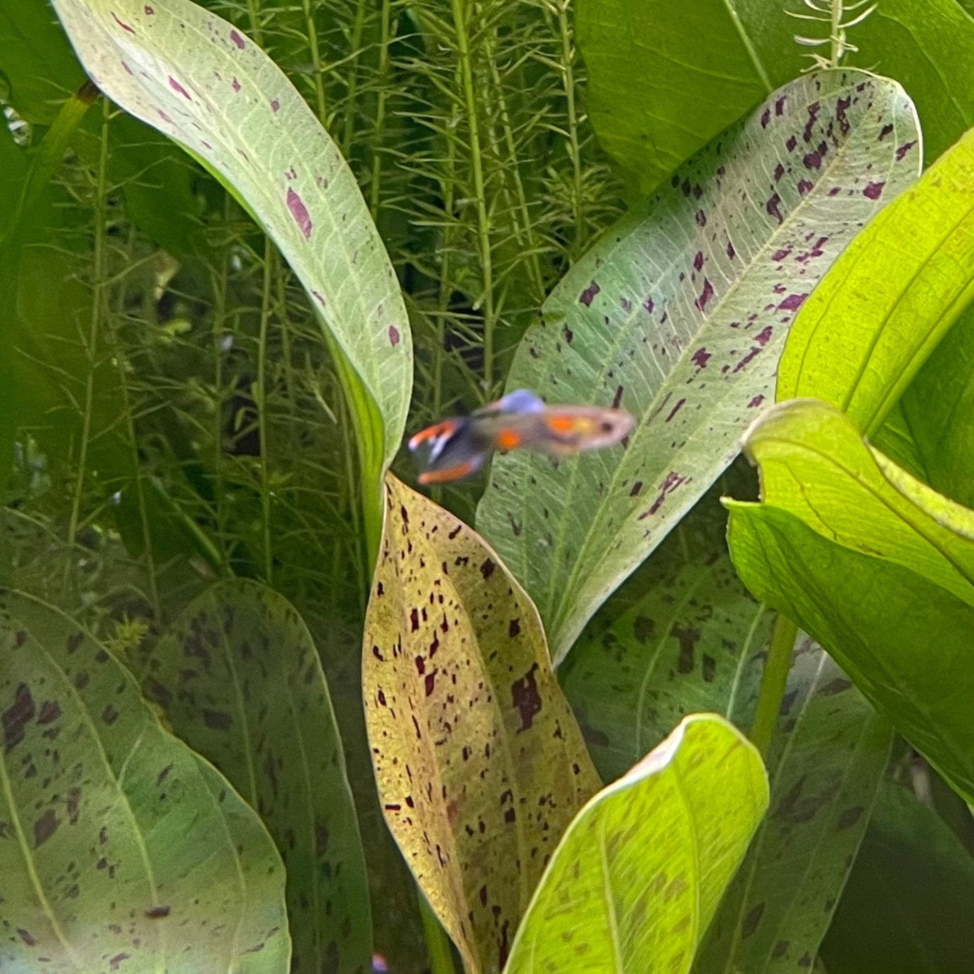 the-fish-farm Guppy Tuxedo Endler Guppy - Male 2-2.5cm Buy Tuxedo Endlers from The Fish Farm