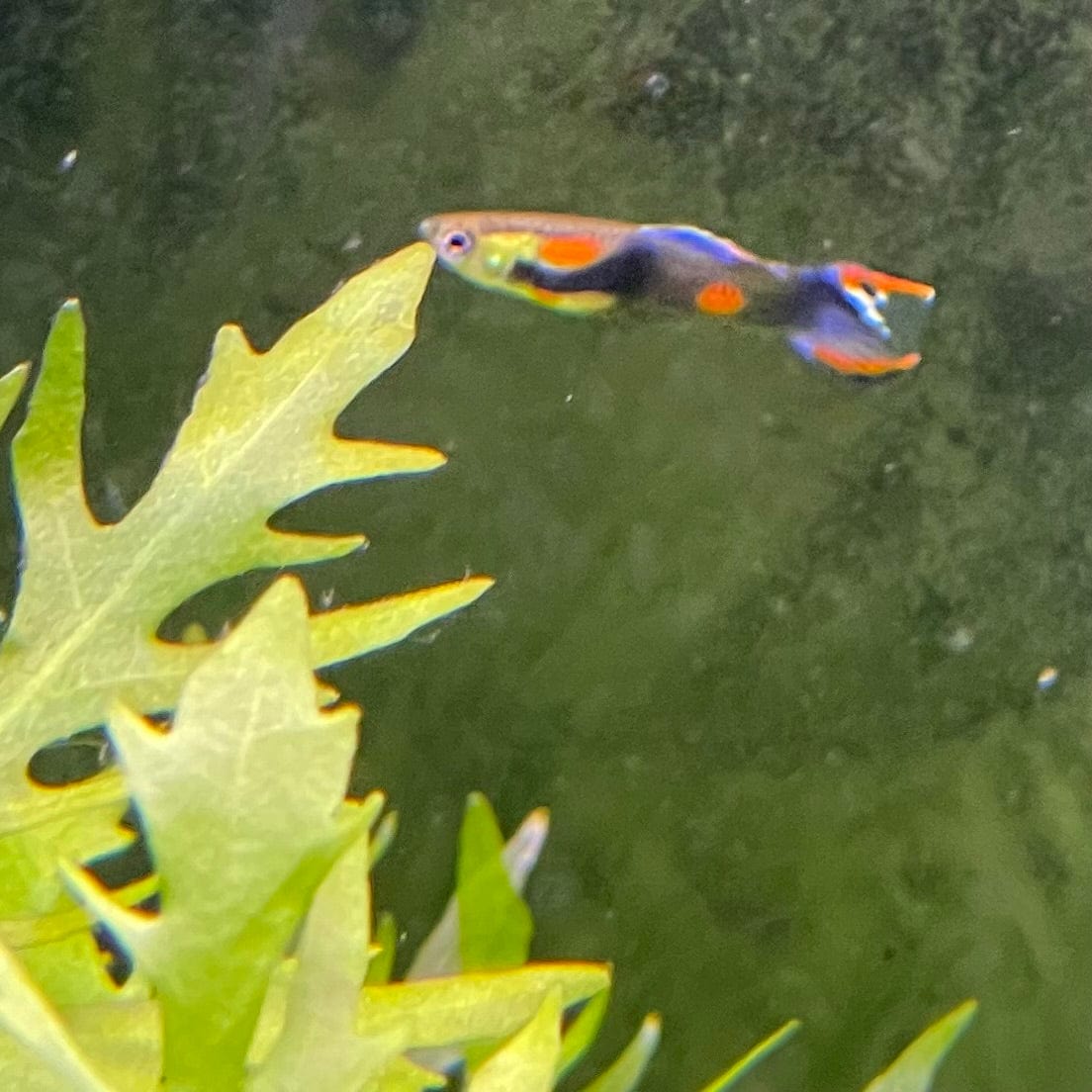 the-fish-farm Guppy Tuxedo Endler Guppy - Male 2-2.5cm Buy Tuxedo Endlers from The Fish Farm