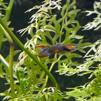 the-fish-farm Guppy Tuxedo Endler Guppy - Male 2-2.5cm Buy Tuxedo Endlers from The Fish Farm