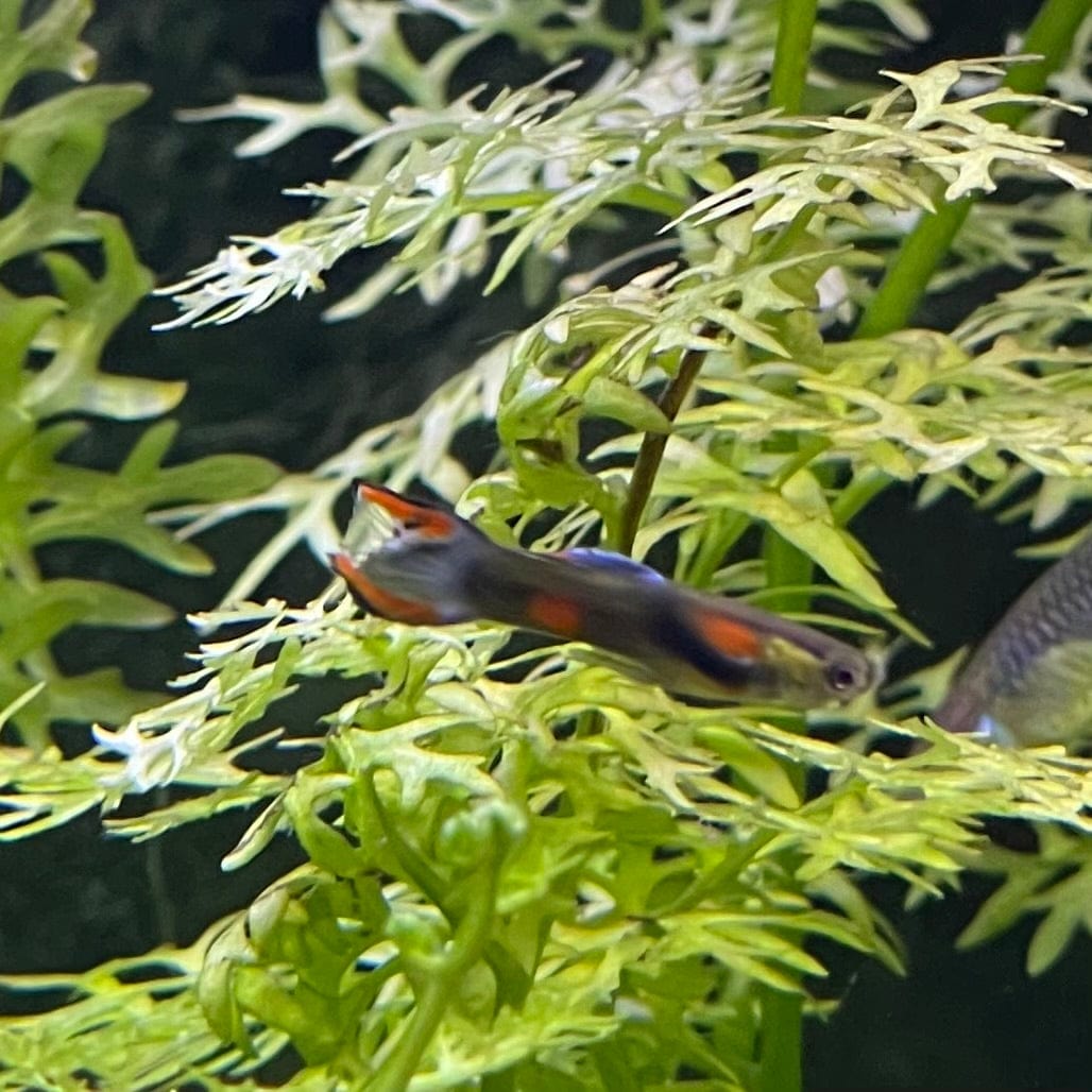 the-fish-farm Guppy Tuxedo Endler Guppy - Male 2-2.5cm Buy Tuxedo Endlers from The Fish Farm