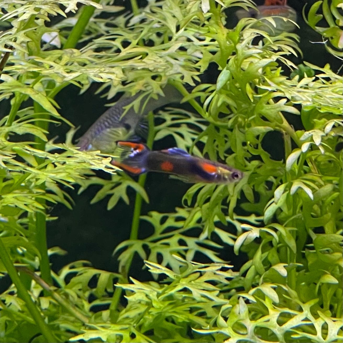 the-fish-farm Guppy Tuxedo Endler Guppy - Male 2-2.5cm Buy Tuxedo Endlers from The Fish Farm