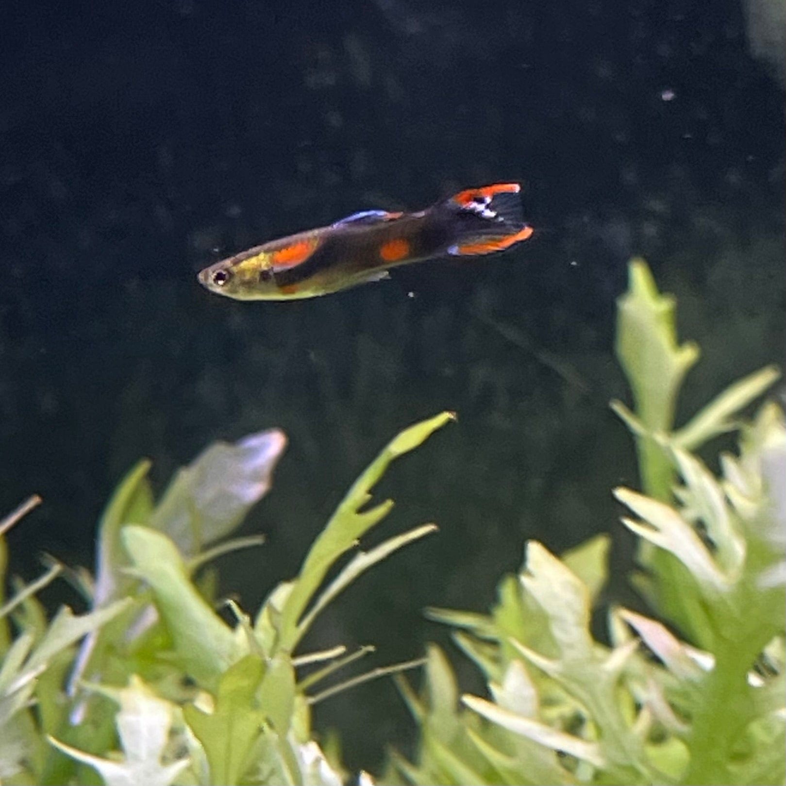 the-fish-farm Guppy Tuxedo Endler Guppy - Male 2-2.5cm Buy Tuxedo Endlers from The Fish Farm