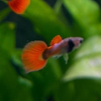the-fish-farm Guppy Violet Red Guppy - Male 3-4cm Buy Violet Red Guppy - Male from The Fish Farm Australia