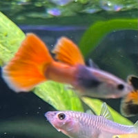 the-fish-farm Guppy Violet Red Guppy - Male 3-4cm Buy Violet Red Guppy - Male from The Fish Farm Australia