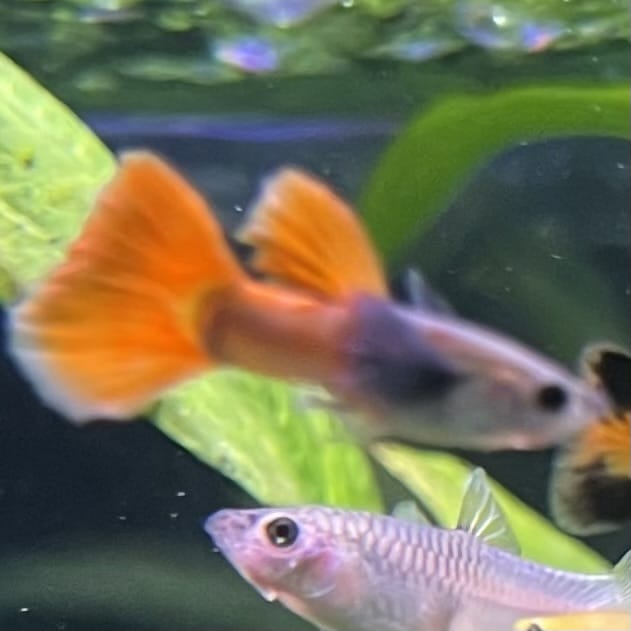 the-fish-farm Guppy Violet Red Guppy - Male 3-4cm Buy Violet Red Guppy - Male from The Fish Farm Australia