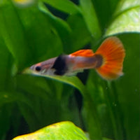 the-fish-farm Guppy Violet Red Guppy - Male 3-4cm Buy Violet Red Guppy - Male from The Fish Farm Australia