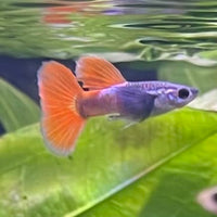 the-fish-farm Guppy Violet Red Guppy - Male 3-4cm Buy Violet Red Guppy - Male from The Fish Farm Australia