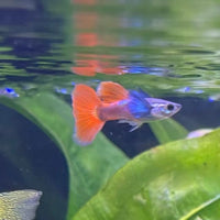 the-fish-farm Guppy Violet Red Guppy - Male 3-4cm Buy Violet Red Guppy - Male from The Fish Farm Australia